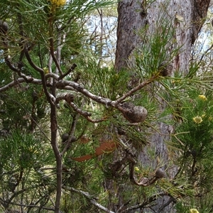 Isopogon anethifolius at Robertson, NSW - 5 Oct 2024