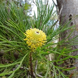 Isopogon anethifolius at Robertson, NSW - 5 Oct 2024