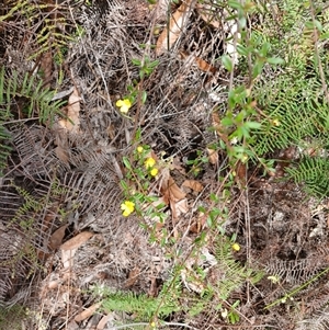 Hibbertia empetrifolia subsp. empetrifolia at Robertson, NSW - 5 Oct 2024 11:13 AM