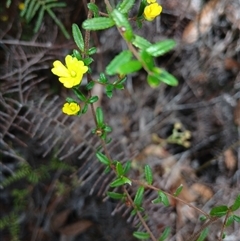 Hibbertia empetrifolia subsp. empetrifolia at Robertson, NSW - 5 Oct 2024 11:13 AM