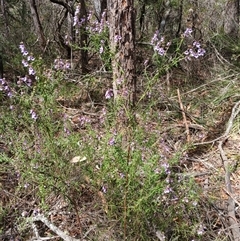 Prostanthera hirtula (Hairy Mint-bush) at Robertson, NSW - 5 Oct 2024 by mahargiani