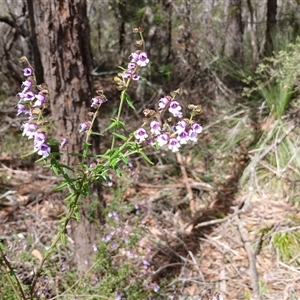 Prostanthera hirtula at Robertson, NSW - 5 Oct 2024