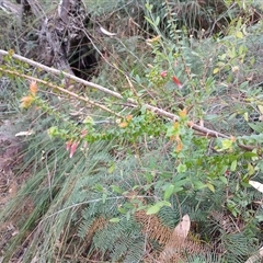 Epacris longiflora (Fuchsia Heath) at Robertson, NSW - 5 Oct 2024 by mahargiani