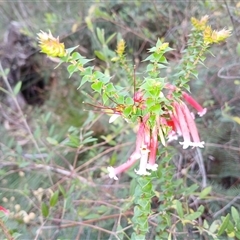 Epacris longiflora at Robertson, NSW - 5 Oct 2024 11:23 AM