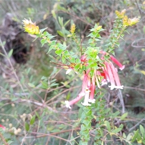 Epacris longiflora at Robertson, NSW - 5 Oct 2024