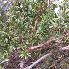 Unidentified Other Shrub at Upper Kangaroo Valley, NSW - 5 Oct 2024 by mahargiani