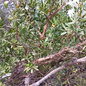 Unidentified Other Shrub at Upper Kangaroo Valley, NSW by mahargiani