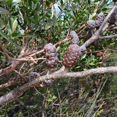 Allocasuarina (genus) at Upper Kangaroo Valley, NSW - 5 Oct 2024 11:29 AM