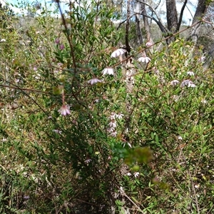 Bauera rubioides (Wiry Bauera) at Upper Kangaroo Valley, NSW by mahargiani