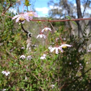 Bauera rubioides at Upper Kangaroo Valley, NSW - 5 Oct 2024