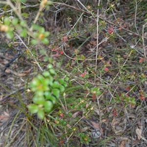 Leptospermum rotundifolium (Round Leaf Teatree) at Robertson, NSW by mahargiani