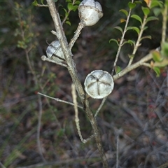 Leptospermum rotundifolium at Robertson, NSW - 5 Oct 2024