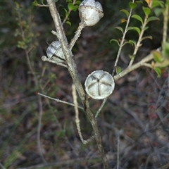 Leptospermum rotundifolium at Robertson, NSW - suppressed