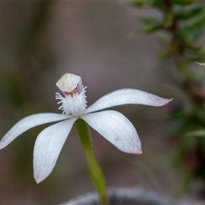 Caladenia ustulata at Bonner, ACT - 7 Oct 2024