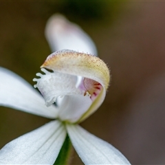 Caladenia ustulata at Bonner, ACT - 7 Oct 2024