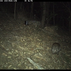 Potorous tridactylus (Long-nosed Potoroo) at Pappinbarra, NSW - 4 Oct 2024 by jonvanbeest