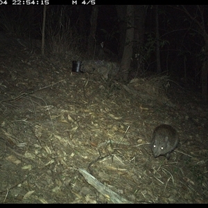 Potorous tridactylus at Pappinbarra, NSW - 4 Oct 2024 10:54 PM