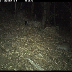 Potorous tridactylus at Pappinbarra, NSW - 4 Oct 2024 10:54 PM