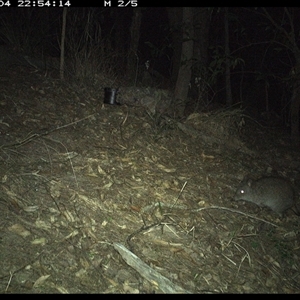 Potorous tridactylus at Pappinbarra, NSW - 4 Oct 2024