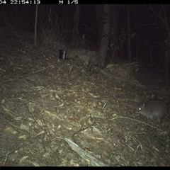 Potorous tridactylus at Pappinbarra, NSW - 4 Oct 2024