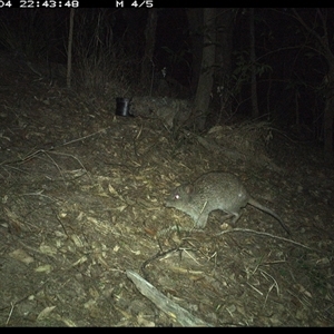 Potorous tridactylus at Pappinbarra, NSW - 4 Oct 2024 10:43 PM