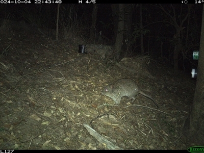 Potorous tridactylus (Long-nosed Potoroo) at Pappinbarra, NSW - 4 Oct 2024 by jonvanbeest