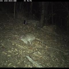 Potorous tridactylus at Pappinbarra, NSW - 4 Oct 2024