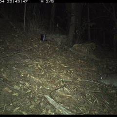 Potorous tridactylus at Pappinbarra, NSW - 4 Oct 2024