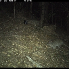 Potorous tridactylus at Pappinbarra, NSW - 4 Oct 2024