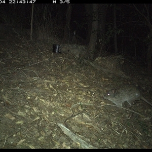 Potorous tridactylus at Pappinbarra, NSW - 4 Oct 2024