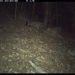 Potorous tridactylus at Pappinbarra, NSW - 4 Oct 2024