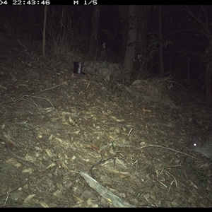 Potorous tridactylus at Pappinbarra, NSW - 4 Oct 2024 10:43 PM