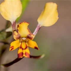 Diuris pardina at Bonner, ACT - 7 Oct 2024