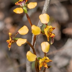 Diuris pardina at Bonner, ACT - suppressed