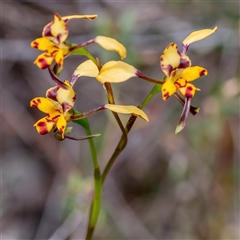 Diuris pardina at Bonner, ACT - 7 Oct 2024