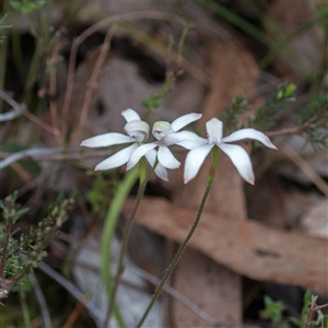 Caladenia ustulata at Bonner, ACT - 7 Oct 2024