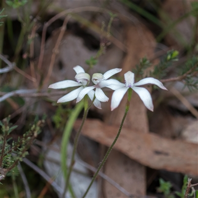 Caladenia ustulata (Brown Caps) at Bonner, ACT - 7 Oct 2024 by Cmperman