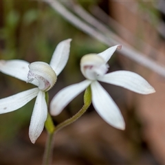 Caladenia ustulata at Bonner, ACT - 7 Oct 2024