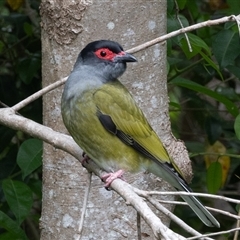 Sphecotheres vieilloti (Australasian Figbird) at Camden Head, NSW - 8 Oct 2024 by rawshorty