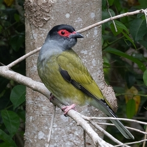 Sphecotheres vieilloti (Australasian Figbird) at Camden Head, NSW by rawshorty