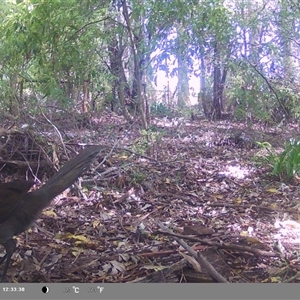 Menura novaehollandiae at Oakdale, NSW - 9 Oct 2024