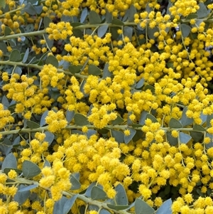 Acacia cultriformis at Lyneham, ACT - 2 Oct 2024