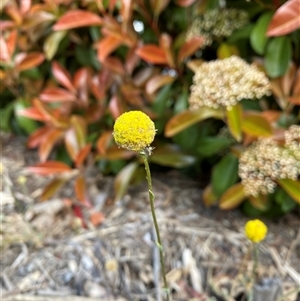 Craspedia sp. at Lyneham, ACT - 2 Oct 2024