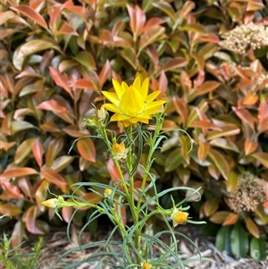 Xerochrysum viscosum at Lyneham, ACT - 2 Oct 2024