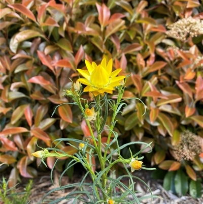 Xerochrysum viscosum (Sticky Everlasting) at Lyneham, ACT - 2 Oct 2024 by Mulch