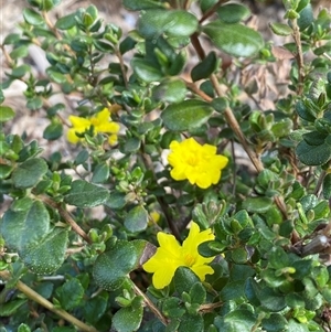 Hibbertia sp. at Lyneham, ACT - 2 Oct 2024