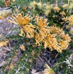 Grevillea (genus) (Grevillea) at Lyneham, ACT - 2 Oct 2024 by Mulch
