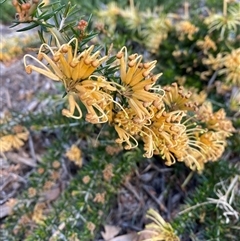 Grevillea sp. (Grevillea) at Lyneham, ACT - 2 Oct 2024 by Mulch