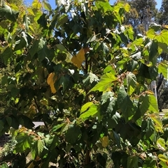 Androcalva rossii (Brush Kurrajong, Blackfellows' Hemp) at Mallacoota, VIC - 9 Oct 2024 by CatherineGorman