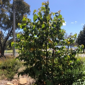 Androcalva rossii at Mallacoota, VIC - 9 Oct 2024